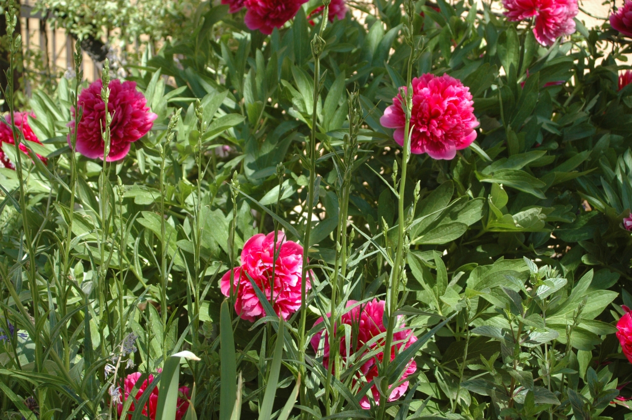Cliquez droit et enregister l'image sous, la taille r&eacute;elle de la photo de la fleur est 1280 x 851