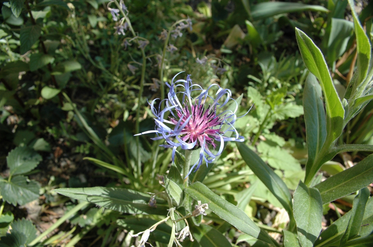 Cliquez droit et enregister l'image sous, la taille r�elle de la photo de la fleur est 1280 x 851