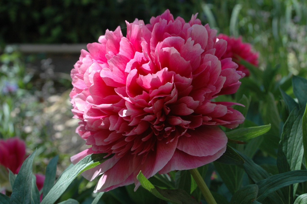 Cliquez droit et enregister l'image sous, la taille r&eacute;elle de la photo de la fleur est 1280 x 851