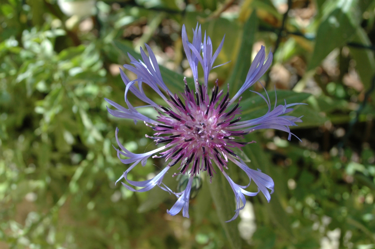 Cliquez droit et enregister l'image sous, la taille r&eacute;elle de la photo de la fleur est 1280 x 851