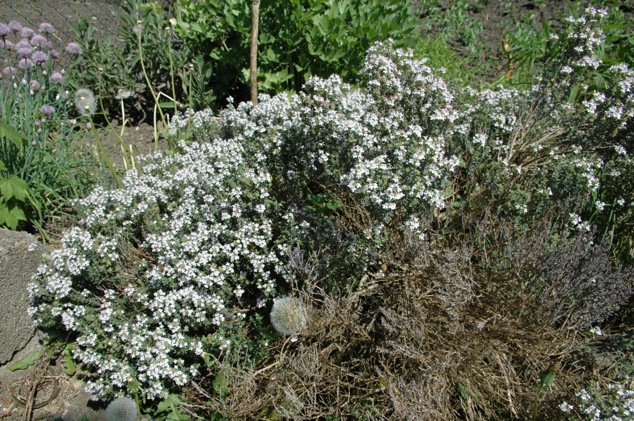 Cliquez droit et enregister l'image sous, la taille r&eacute;elle de la photo de la fleur est 1280 x 851
