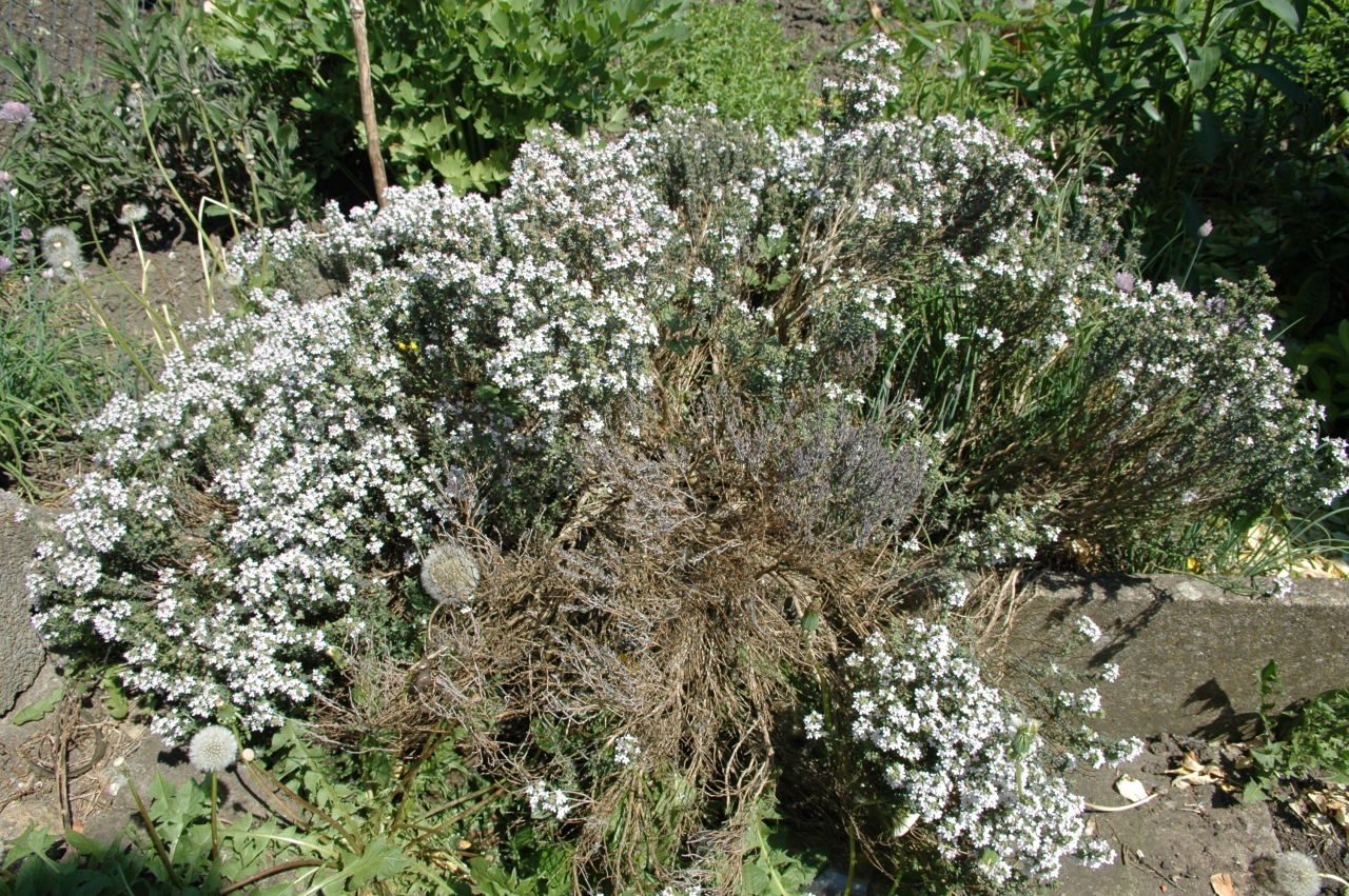 Cliquez droit et enregister l'image sous, la taille r&eacute;elle de la photo de la fleur est 1280 x 851