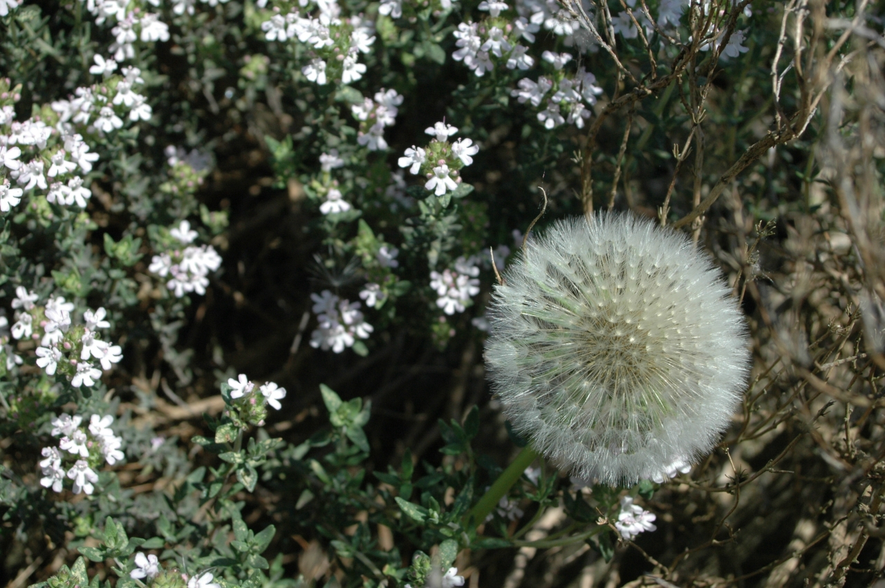 Cliquez droit et enregister l'image sous, la taille r&eacute;elle de la photo de la fleur est 1280 x 851