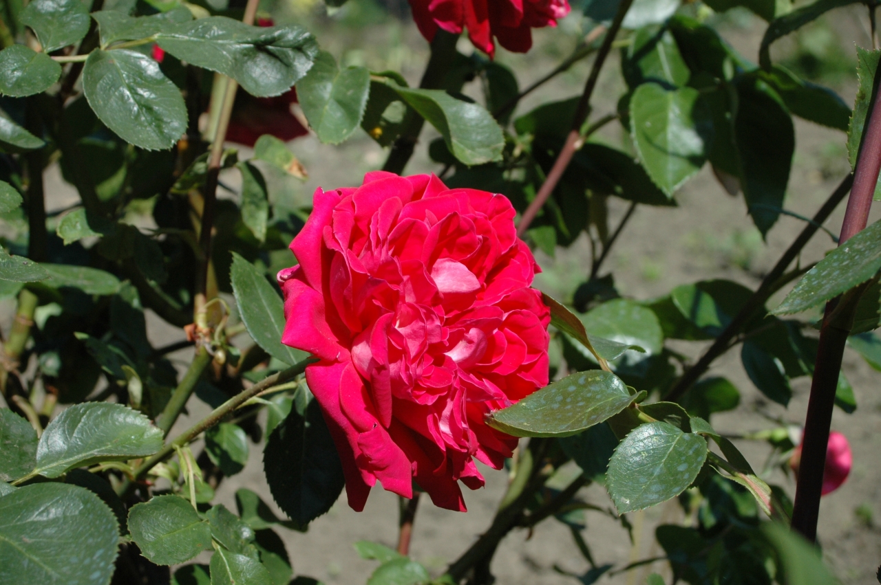 Cliquez droit et enregister l'image sous, la taille r&eacute;elle de la photo de la fleur est 1280 x 851