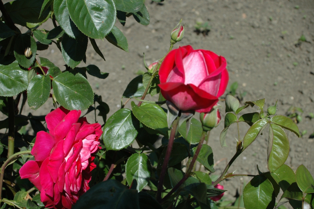 Cliquez droit et enregister l'image sous, la taille r&eacute;elle de la photo de la fleur est 1280 x 851