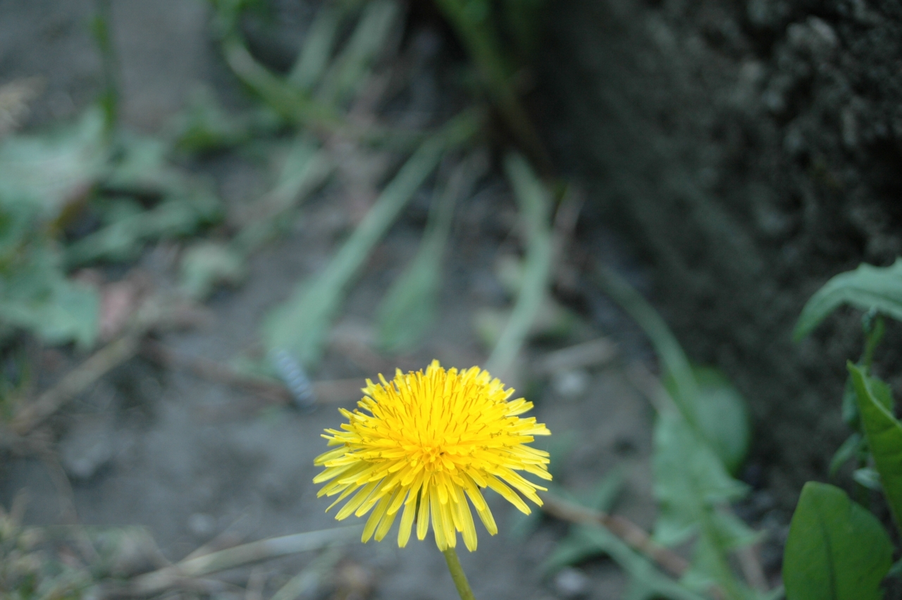 Cliquez droit et enregister l'image sous, la taille r&eacute;elle de la photo de la fleur est 1280 x 851
